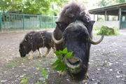Im Tierpark Berlin soll heute das Ochsenkalb das erste Mal auf die anderen Moschusochsenk&uuml;he treffen und vor allem seinen Vater kennenlernen.
