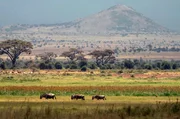 1988 reisen drei Freunde nach Kenia, um die Tierwelt zu beobachten – und festzuhalten, was Freiheit für die Tiere bedeutet. 1988 reisen drei Freunde nach Kenia, um die Tierwelt zu beobachten – und festzuhalten, was Freiheit für die Tiere bedeutet.