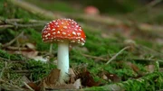 Ein Fliegenpilz im Wald Ein Fliegenpilz im Wald