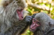 Auf Yakushima kommt eine eigene, einzigartige Unterart der Japanmakaken vor: die Yakushima-Makaken. Auf Yakushima kommt eine eigene, einzigartige Unterart der Japanmakaken vor: die Yakushima-Makaken.