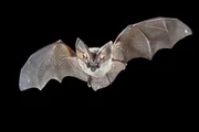 Flying bat isolated on black background. The grey long-eared bat (Plecotus austriacus) is a fairly large European bat. It has distinctive ears, long and with a distinctive fold. It hunts above woodland, often by day, and mostly for moths. Flying bat isolated on black background. The grey long-eared bat (Plecotus austriacus) is a fairly large European bat. It has distinctive ears, long and with a distinctive fold. It hunts above woodland, often by day, and mostly for moths.