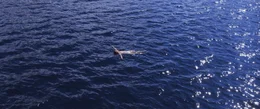 H&eacute;l&egrave;ne (Vicky Krieps) schwimmt im Fjord.