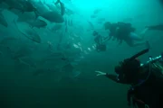 Die k&uuml;hlen Meeresstr&ouml;mungen in Australiens S&uuml;den sorgen f&uuml;r eine hohe Artenvielfalt.
