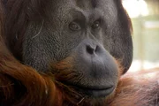 Bei den Menschenaffen im Zoo steht heute eine große Aktion ins Haus! Schaben-Bekämpfung steht auf dem Plan und dafür müssen Mensch und Tier für einen Tag lang ausziehen. Diese aufwendige Maßnahme wird regelmäßig durchgeführt, damit sich die kleinen Schädlinge nicht in den Innengehegen festsetzen. Für die Gorillas, Orang-Utans, Schimpansen und Bonobos bedeutet das zwei Nächte im Freien und Frühstück unter freiem Himmel. - Orang-Utan-Weibchen Bei den Menschenaffen im Zoo steht heute eine große Aktion ins Haus! Schaben-Bekämpfung steht auf dem Plan und dafür müssen Mensch und Tier für einen Tag lang ausziehen. Diese aufwendige Maßnahme wird regelmäßig durchgeführt, damit sich die kleinen Schädlinge nicht in den Innengehegen festsetzen. Für die Gorillas, Orang-Utans, Schimpansen und Bonobos bedeutet das zwei Nächte im Freien und Frühstück unter freiem Himmel. - Orang-Utan-Weibchen