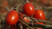 Die rote Frucht hat eine erstaunliche Karriere hinter sich: Aus dem einst gefürchteten „Giftapfel“ wurde ein globaler Küchen-Star. Die rote Frucht hat eine erstaunliche Karriere hinter sich: Aus dem einst gefürchteten „Giftapfel“ wurde ein globaler Küchen-Star.