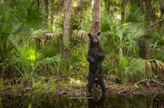 Amerikas Dschungel ist auch ein Revier des Schwarzb&auml;ren. Manche B&auml;ume eignen sich hervorragend, um sich gen&uuml;sslich den R&uuml;cken zu kratzen&hellip;
