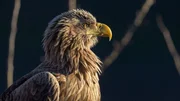 Seeadler. Seeadler.