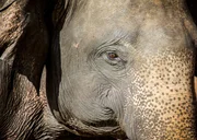 Sri Lanka-Elefanten sind die größten aller Asiatischen Elefanten. Ihre Haut zeigt oft pigmentlose Stellen an Ohren, Gesicht, Rüssel oder Bauch. Sri Lanka-Elefanten sind die größten aller Asiatischen Elefanten. Ihre Haut zeigt oft pigmentlose Stellen an Ohren, Gesicht, Rüssel oder Bauch.