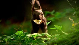 Das Eichh&ouml;rnchen sammelt bereits Vorr&auml;te f&uuml;r den bevorstehenden Winter.