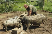 Andreas Roider füttert die Turopolje-Schweine Andreas Roider füttert die Turopolje-Schweine