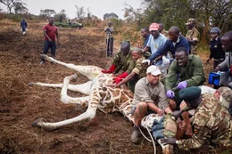 Dr. Julian Fennessey und Tier&auml;rzte der Uganda Wildlife Authority halten eine seltene Rothschild-Giraffe fest, w&auml;hrend sie ihren Gesundheitszustand untersuchen und sie f&uuml;r den Transport in ein sichereres neues Zuhause vorbereiten.