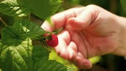Frisches Obst direkt vom Strauch Frisches Obst direkt vom Strauch