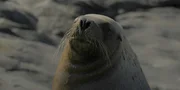 Auf der Insel Dangerous Reef befindet sich eine der gr&ouml;&szlig;ten Kolonien der vom Aussterben bedrohten Australischen Seel&ouml;wen.