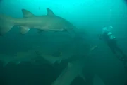 Sandtigerhaie werden auch Labradore des Meeres genannt. Sie werden Menschen nicht gef&auml;hrlich.