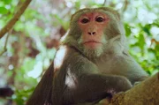 Einst waren diese endemischen Makaken entlang der Küsten Taiwans zu finden, doch der Mensch hat sie tief in die Berge vertrieben. Einst waren diese endemischen Makaken entlang der Küsten Taiwans zu finden, doch der Mensch hat sie tief in die Berge vertrieben.