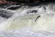 Atlantischer Lachs (Salmo salar). Atlantischer Lachs (Salmo salar).
