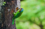 Der bunte Bartvogel klopft an einen Baumstamm: Diese endemische Spechtart lebt in tiefen Wäldern, aber auch in städtischen Parkanlagen. Der bunte Bartvogel klopft an einen Baumstamm: Diese endemische Spechtart lebt in tiefen Wäldern, aber auch in städtischen Parkanlagen.