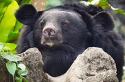 Der Taiwanische Schwarzbär ist vor dem Aussterben bedroht, in der Wildnis leben nur noch wenige hundert Exemplare. Der Taiwanische Schwarzbär ist vor dem Aussterben bedroht, in der Wildnis leben nur noch wenige hundert Exemplare.