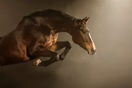Pferde wurden f&uuml;r alle m&ouml;glichen Nutzungsformen gez&uuml;chtet. Der Warmbl&uuml;ter war fr&uuml;her der Springer auf den Schlachtfeldern und ist heute auf den Springturnieren der Welt zu sehen.