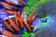 Epicystis Kreuzbl&uuml;tler Seeanemonen.
