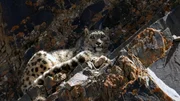 Nur noch 500 Schneeleoparden leben in den Bergen des indischen Himalaya.