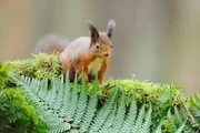 Rotes Eichhörnchen Rotes Eichhörnchen