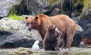 Braunbär und Jungtier mit Lachs. Braunbär und Jungtier mit Lachs.
