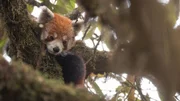Rote Pandas leben in den B&auml;umen, dieser versteckt sich gerade vor einem Fressfeind.