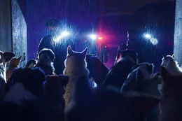 Als die Polizei Dougs Lastwagen &ouml;ffnet, findet sie: Hunde, ganz viele verschiedene Hunde.