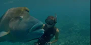 Der Napoleon-Lippfisch wird &uuml;ber zwei Meter lang.