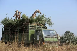"Der Giraffenexpress" &ndash; sechs wilde Rothschild-Giraffen werden in ein neues, sichereres Zuhause gebracht.
