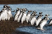 Der Atlantik bietet Magellanpinguinen reiche Nahrungsgr&uuml;nde. Jedes Jahr kommen sie an Argentiniens K&uuml;ste, um hier ihre Jungen gro&szlig;zuziehen.