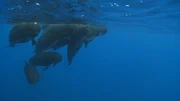 Pilotwale sind gesellige Tiere, die meist in Gruppen von über 20 Tieren leben. Pilotwale sind gesellige Tiere, die meist in Gruppen von über 20 Tieren leben.