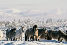 Eine Herde jukutischer Pferde in Oymyakon, Nordsibirien.