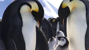 Kaiserpinguine leben ausschließlich in der Antarktis. Sie versammeln sich in riesigen Kolonien, die oft mehr als 5.000 Tiere umfassen. Kaiserpinguine leben ausschließlich in der Antarktis. Sie versammeln sich in riesigen Kolonien, die oft mehr als 5.000 Tiere umfassen.