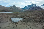 Pinguine können Aufschluss über Veränderungen in der Antarktis geben. Die Population dieser Eselspinguine hat sich in den letzten Jahrzehnten verdreifacht. Pinguine können Aufschluss über Veränderungen in der Antarktis geben. Die Population dieser Eselspinguine hat sich in den letzten Jahrzehnten verdreifacht.