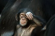 Wie unterscheiden sich Schimpansen im Senegal von ihren Artgenossen, die im Wald leben? Wie unterscheiden sich Schimpansen im Senegal von ihren Artgenossen, die im Wald leben?