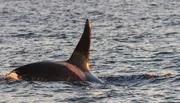 Die R&uuml;ckflosse bedeutet Gefahr f&uuml;r Buckelwalk&auml;lber: Ein Orca n&auml;hert  sich.
