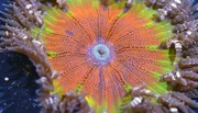 Seeanemonen wachsen in den Karibischen Riffen und bieten vielen Tieren Schutz.