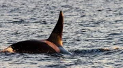 Die R&uuml;ckflosse bedeutet Gefahr f&uuml;r Buckelwalk&auml;lber: Ein Orca n&auml;hert sich.