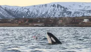 Ein Orca schaut sich nach Beute oder Artgenossen um und wird dabei von einer Drone gefilmt.