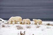 In Kanada ist diese Eisbärin mit ihren Jungen auf dem Weg zur Hudson Bay. Nach einer viermonatigen Fastenzeit wird es wieder Zeit zu jagen. In Kanada ist diese Eisbärin mit ihren Jungen auf dem Weg zur Hudson Bay. Nach einer viermonatigen Fastenzeit wird es wieder Zeit zu jagen.