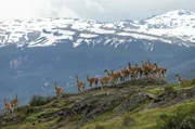 In Patagonien erobern Guanako-Herden Teile der Landschaft. In Patagonien erobern Guanako-Herden Teile der Landschaft.