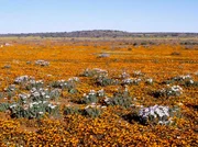 Ein Stück karger Wüstenboden in Afrika wandelt sich regelmäßig einmal im Jahr zu einer traumhaften Landschaft. Blumenfeld mit den südafrikanischen Korbblütern (Gorteria diffusa). Ein Stück karger Wüstenboden in Afrika wandelt sich regelmäßig einmal im Jahr zu einer traumhaften Landschaft. Blumenfeld mit den südafrikanischen Korbblütern (Gorteria diffusa).