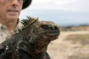 Die von den Galápagos-Inseln stammenden Meerechsen beschrieb Charles Darwin als „eine hässliche, schmutzig schwarze Kreatur, dumm und ungeschickt“. Die von den Galápagos-Inseln stammenden Meerechsen beschrieb Charles Darwin als „eine hässliche, schmutzig schwarze Kreatur, dumm und ungeschickt“.