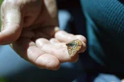 Ein Schmetterling verhalf Camille Parmesan zu einer wichtigen Entdeckung ... Ein Schmetterling verhalf Camille Parmesan zu einer wichtigen Entdeckung ...
