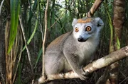 Rotstirnmakis sind enge Verwandte der Kattas. Auch sie leben in kleinen Familienverbänden. Rotstirnmakis sind enge Verwandte der Kattas. Auch sie leben in kleinen Familienverbänden.