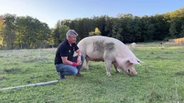 Minihof Liebau Tierpark mit Tieretter Rudi Pilz im Naturwinkel Saufu&szlig;.