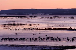 Ende M&auml;rz legen die Kraniche eine Rast in S&uuml;dschweden ein. Dort hat der Winter die Natur aber noch fest im Griff, sodass es f&uuml;r die Kraniche m&uuml;hsam ist, Futter zu finden.