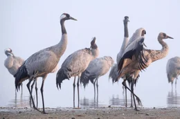 In Asien, aber vor allem in Europa, lebt der Graue Kranich. Er gilt als einer der gr&ouml;&szlig;ten V&ouml;gel des europ&auml;ischen Kontinents.